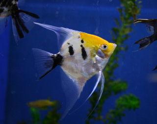 Freshwater