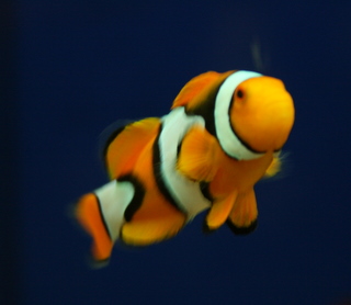 Clownfish