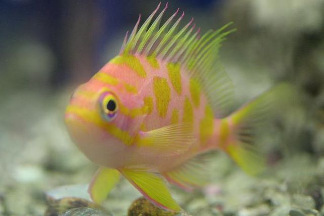 Anthias