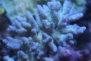 Corals