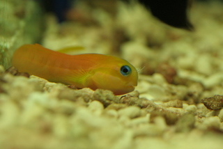 Blennies