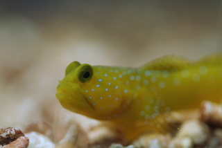 Gobies