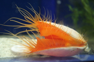 Inverts