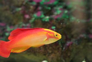 Wrasses