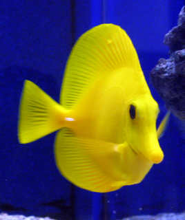 Tangs